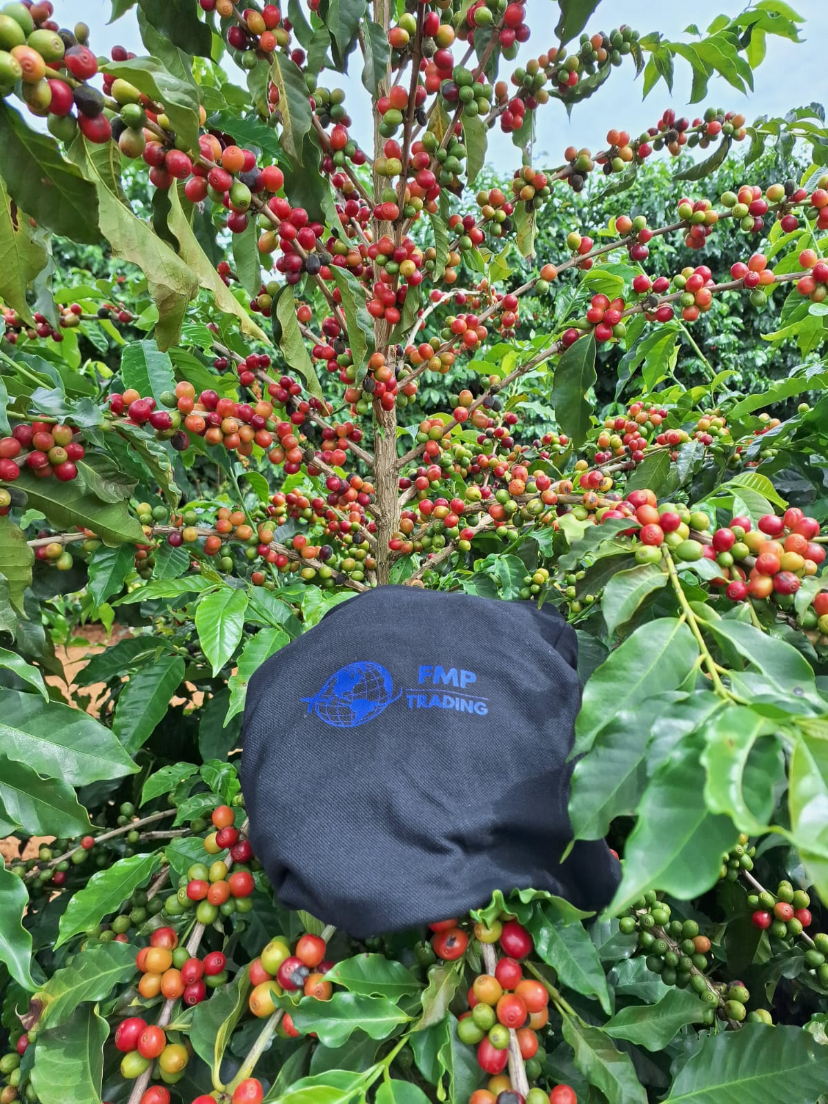 FMP Trading no campo de café